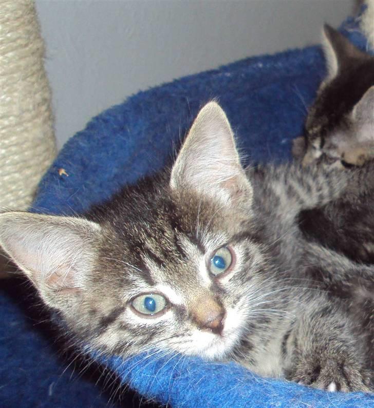 Huskat Bese billede 5