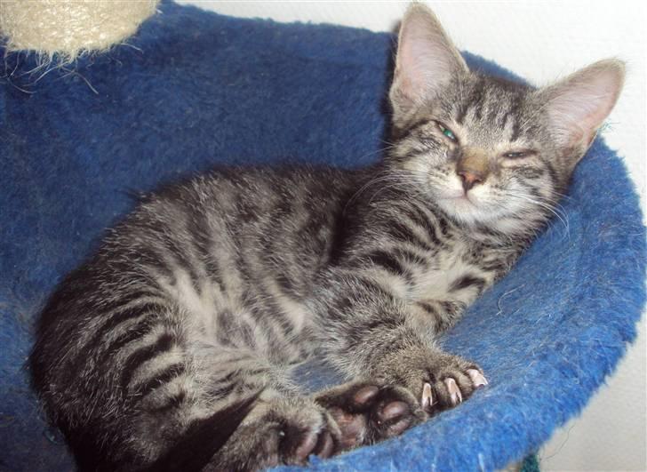 Huskat Bese billede 6