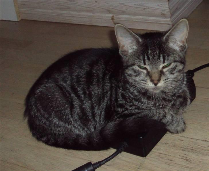 Huskat Bese billede 7