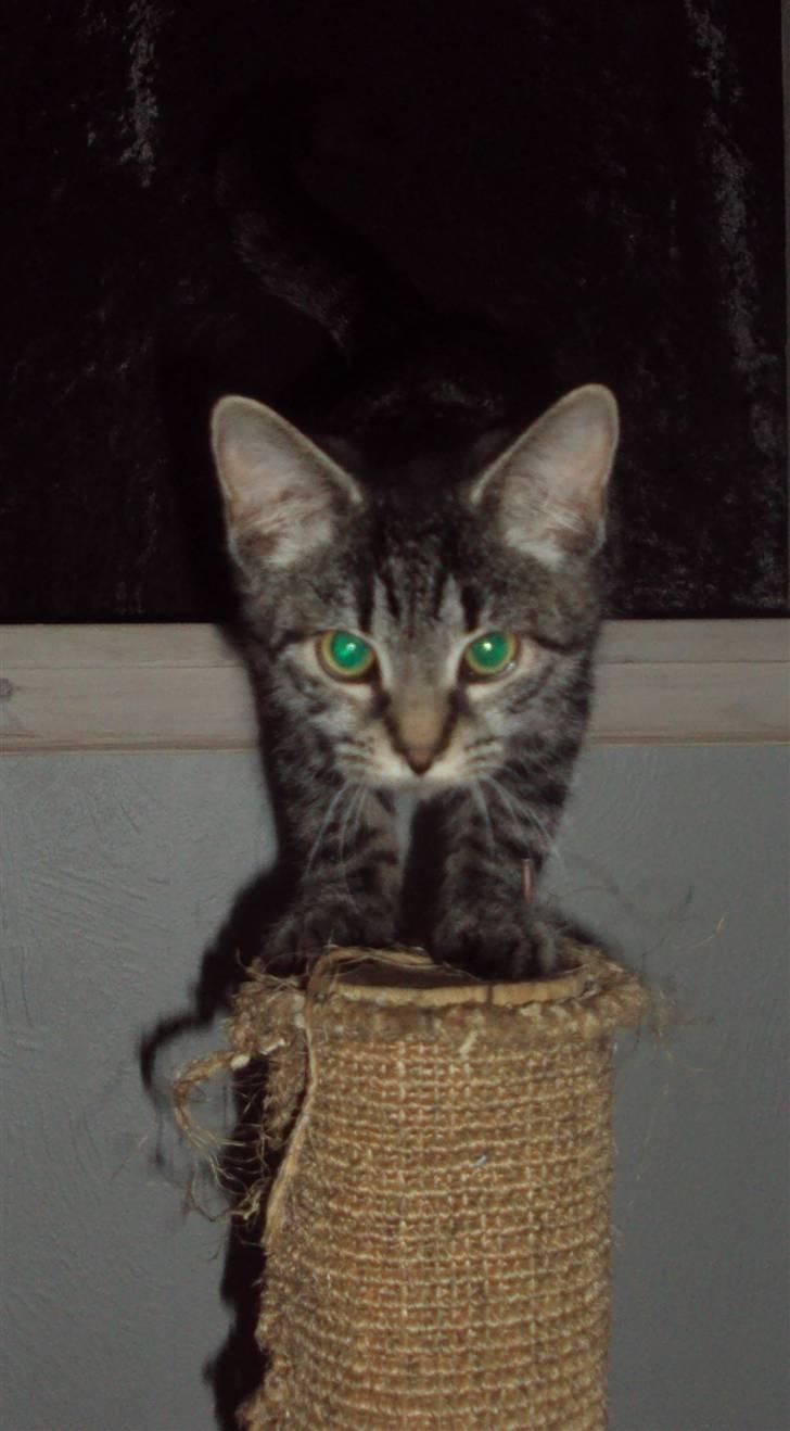 Huskat Bese billede 8