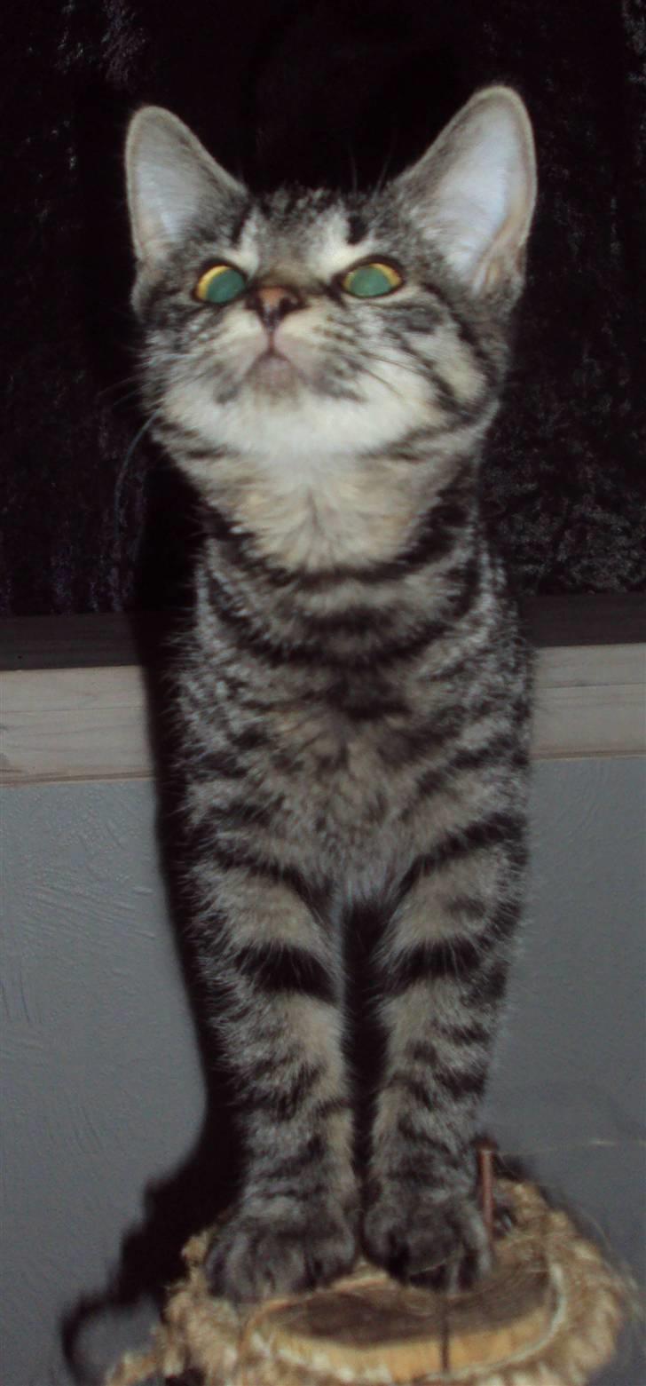 Huskat Bese billede 9