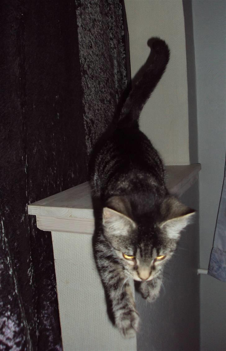 Huskat Bese billede 10