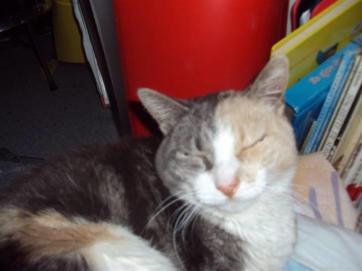 Huskat Ella R.I.P billede 1