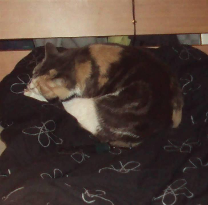 Huskat Ella R.I.P billede 2