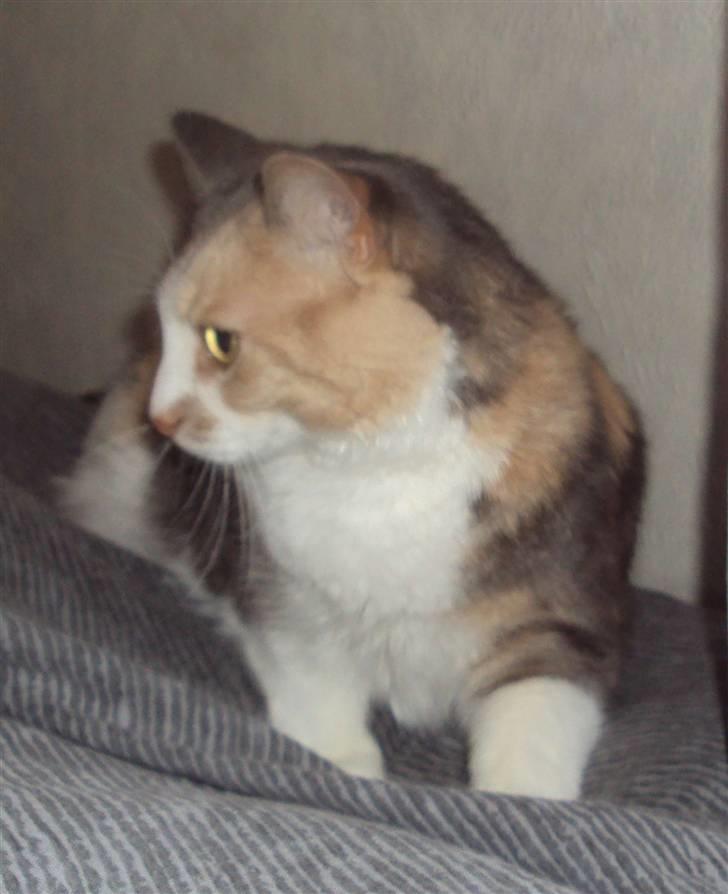 Huskat Ella R.I.P billede 3