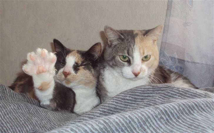 Huskat Ella R.I.P billede 4