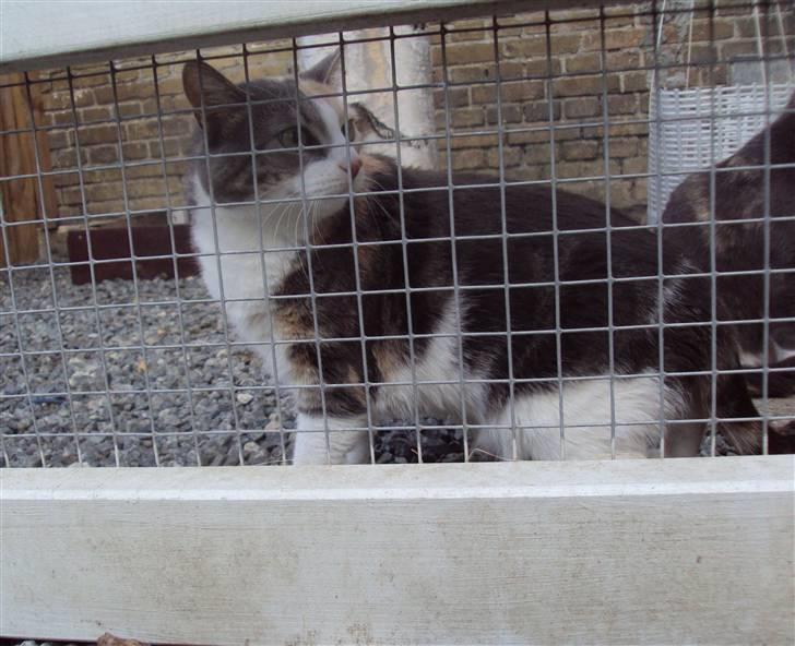 Huskat Ella R.I.P billede 5