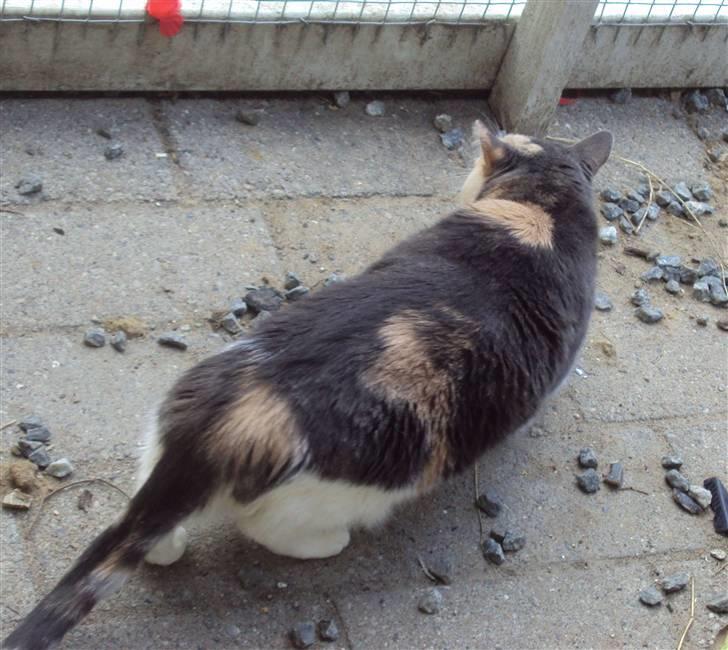 Huskat Ella R.I.P billede 6