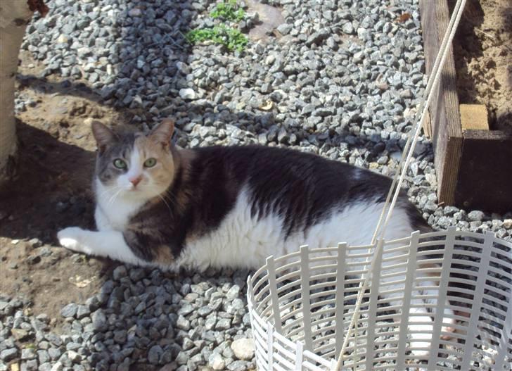 Huskat Ella R.I.P billede 7