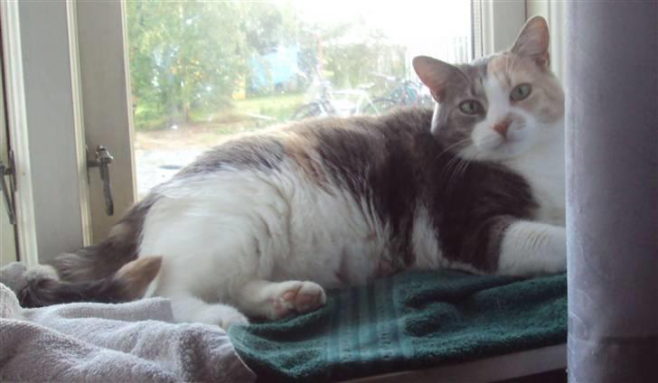 Huskat Ella R.I.P billede 8