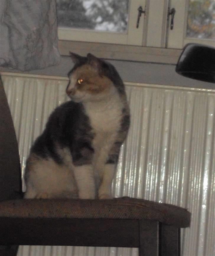 Huskat Ella R.I.P billede 9