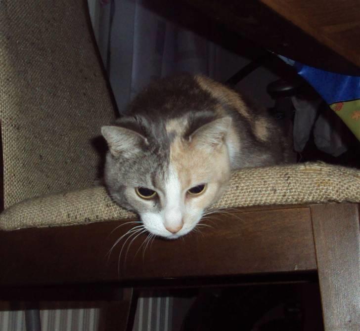 Huskat Ella R.I.P billede 10