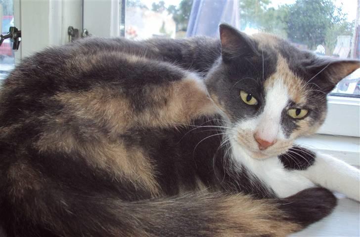 Huskat Tea billede 1