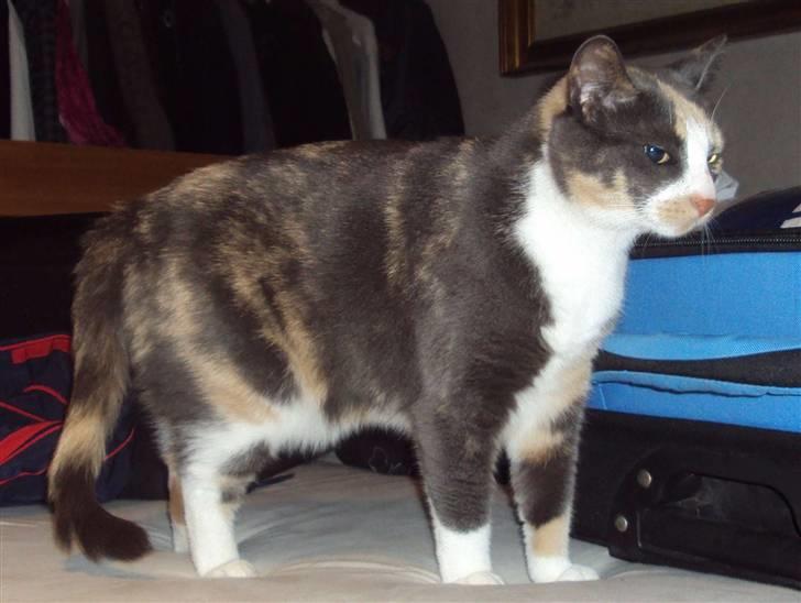 Huskat Tea billede 2