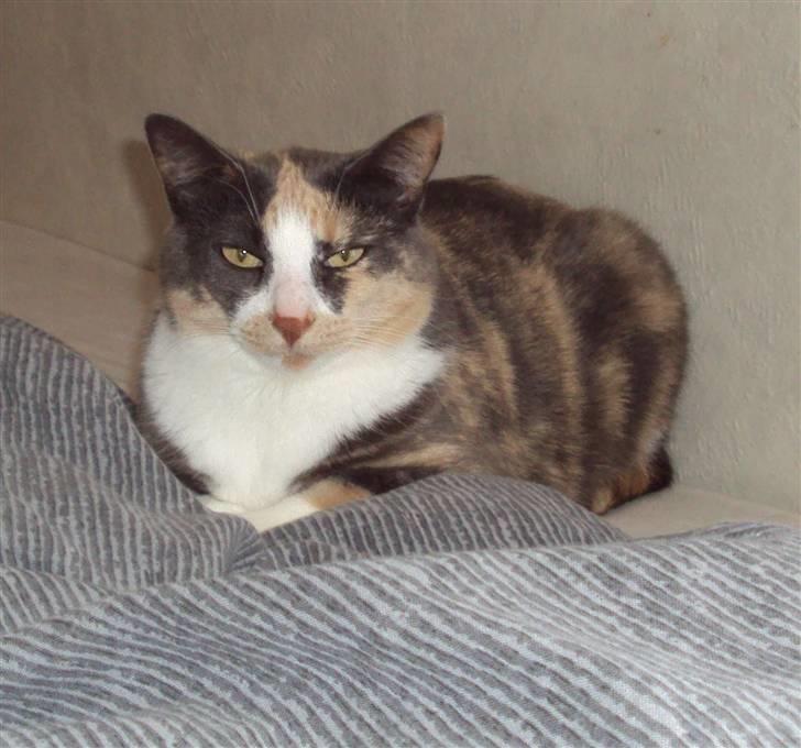 Huskat Tea billede 3