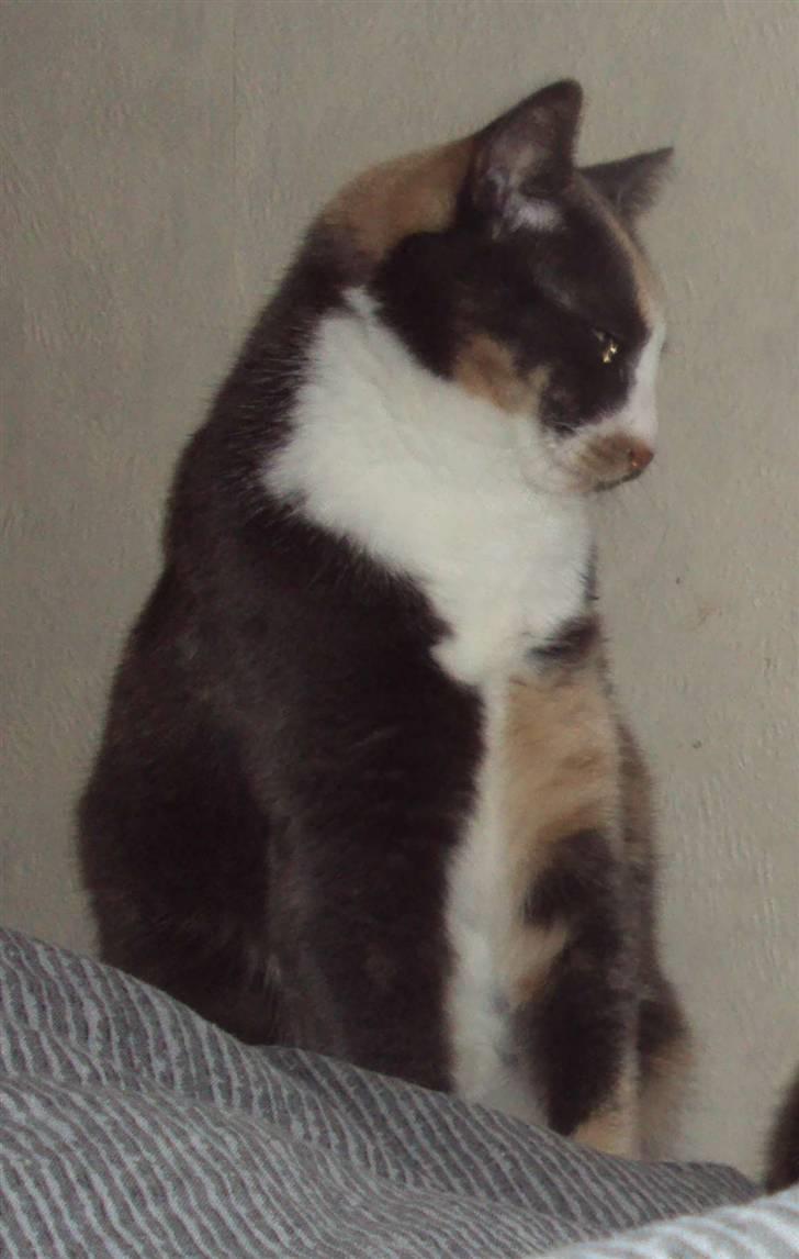 Huskat Tea billede 4