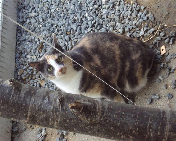 Huskat Tea billede 5