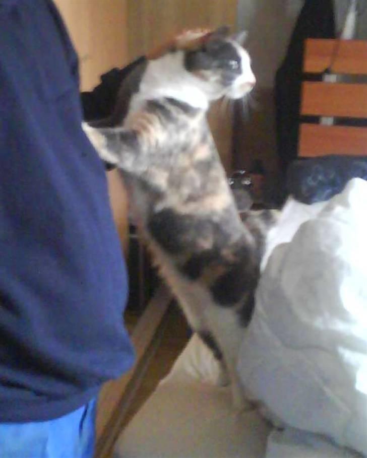 Huskat Tea billede 6