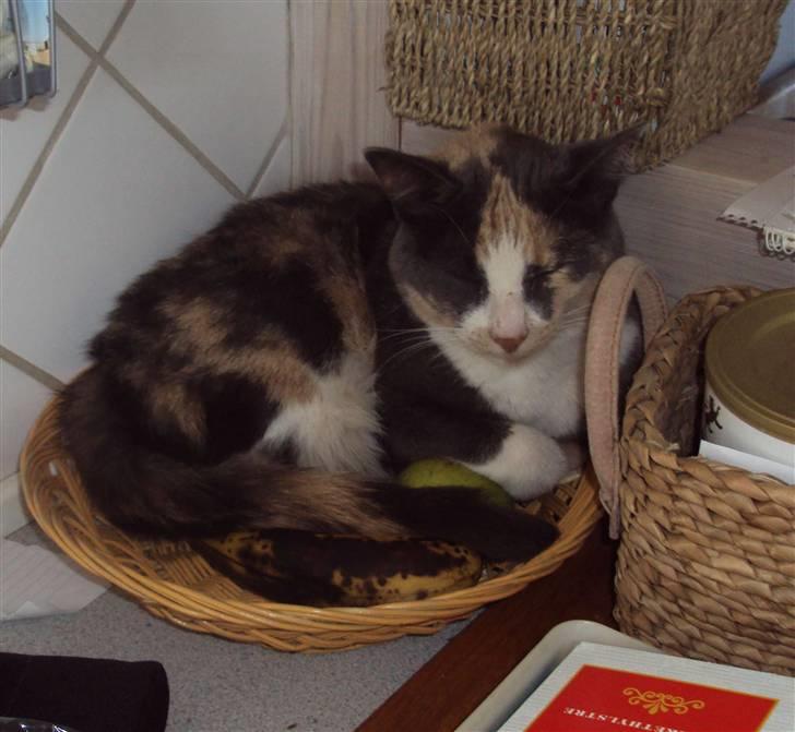 Huskat Tea - Ja, bananen var så ikke til noget :)... men ja lille kurv billede 7