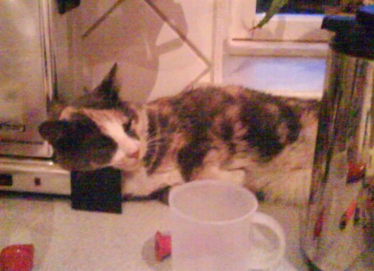 Huskat Tea - selvom de ikke må ligge på bordet, kunne jeg ikke lade vær, med at tage et billed her også ja smile billede 8