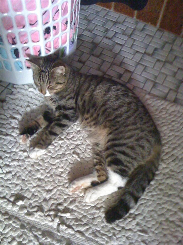 Huskat VampierHeart's - Tilde slapper ret meget af ;p billede 2