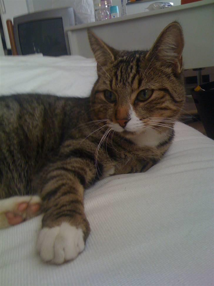 Huskat VampierHeart's - Tilde  billede 3