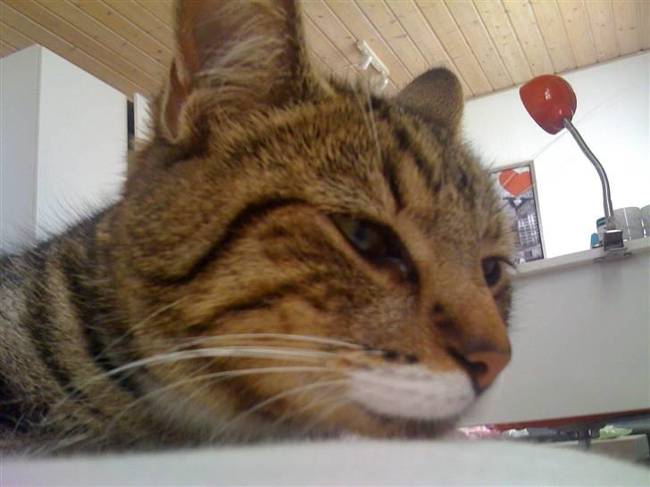 Huskat VampierHeart's - Tilde billede 4