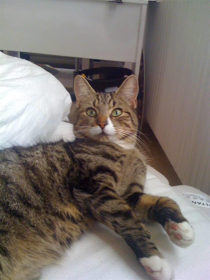 Huskat VampierHeart's - funny face ;p billede 5