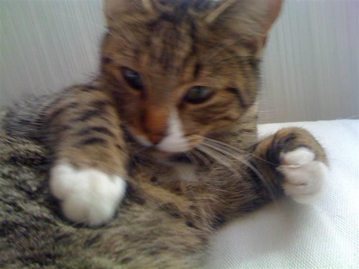 Huskat VampierHeart's - min tykke mave ;P billede 6