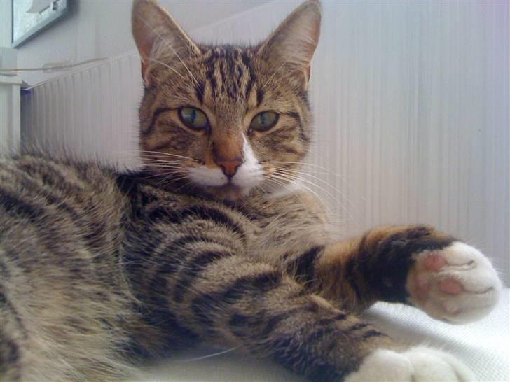 Huskat VampierHeart's - Tilde <3 billede 7