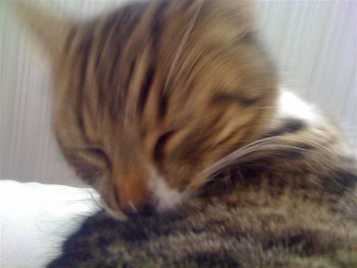 Huskat VampierHeart's - musen -* billede 8