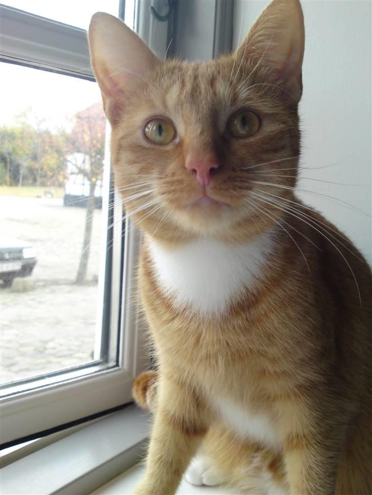 Huskat Bastian billede 10