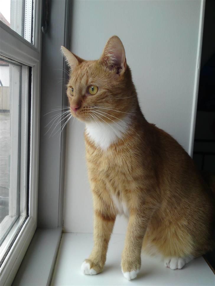 Huskat Bastian billede 11