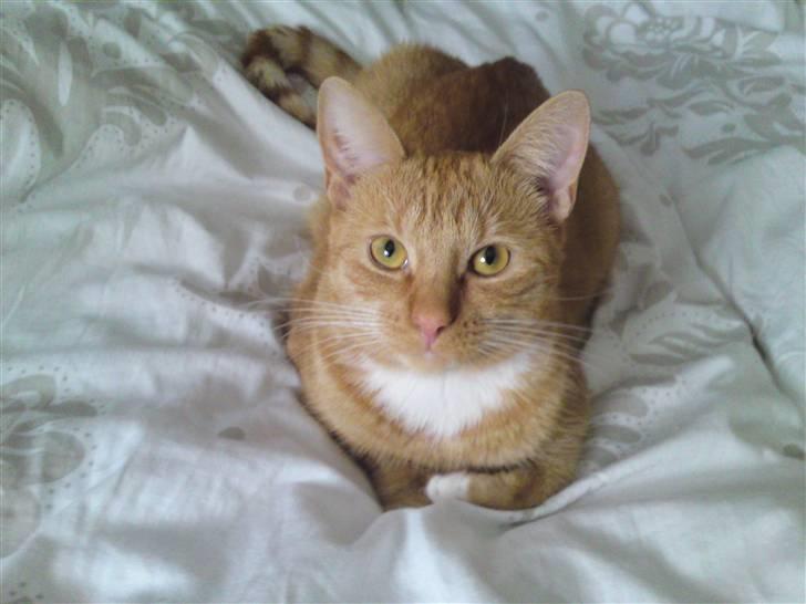 Huskat Bastian billede 12