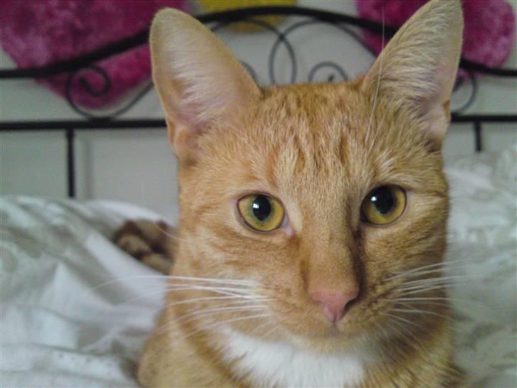 Huskat Bastian billede 13