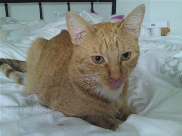 Huskat Bastian billede 14