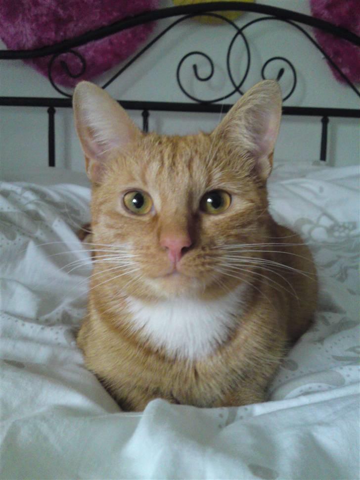 Huskat Bastian billede 15