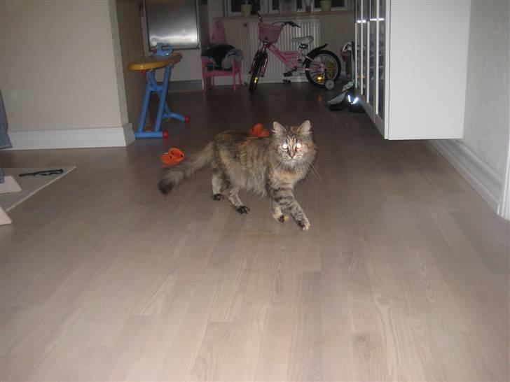 Maine Coon pigemis billede 1