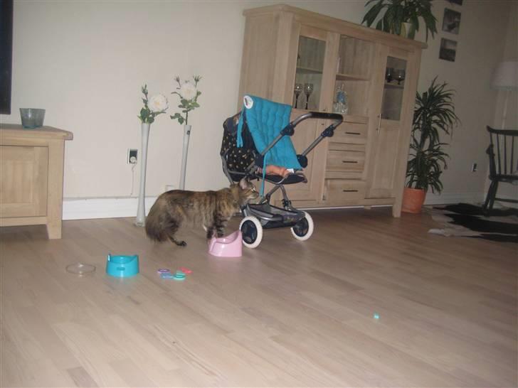 Maine Coon pigemis billede 2