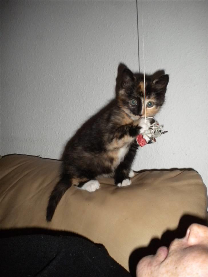 Huskat Frida billede 1