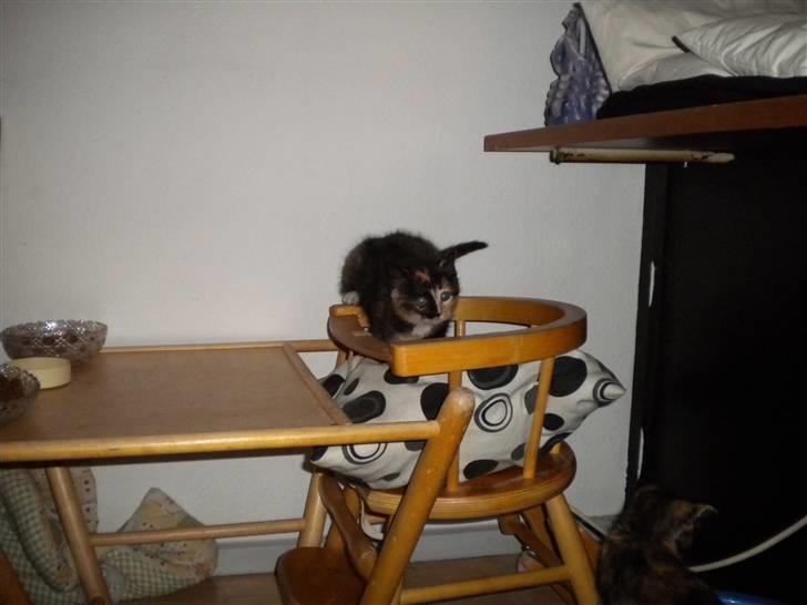 Huskat Frida billede 2