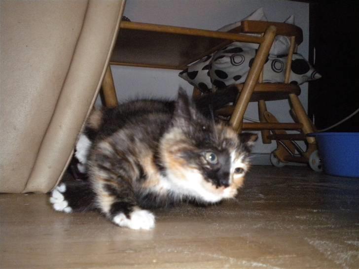 Huskat Frida billede 3