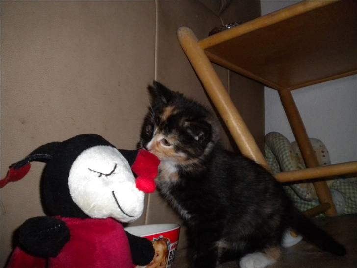 Huskat Frida billede 4