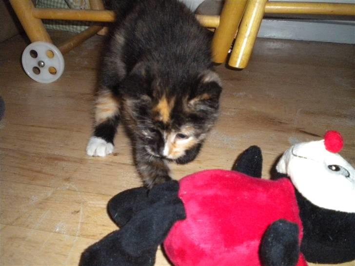 Huskat Frida billede 5