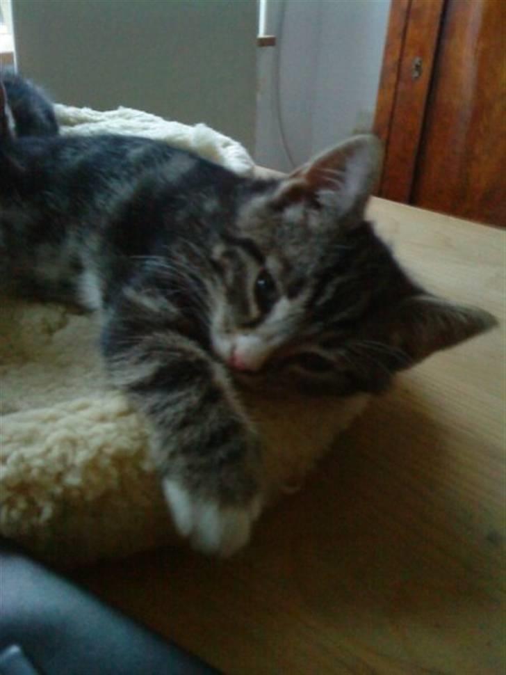 Huskat Fido  - Frække misling billede 6