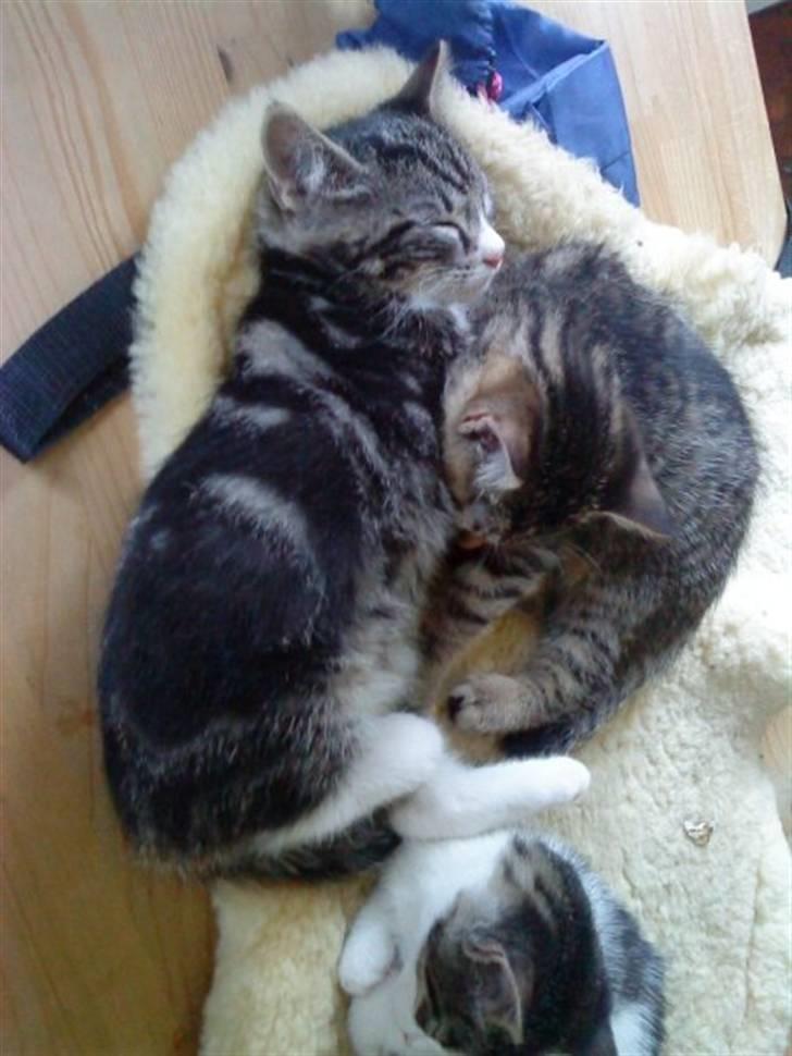 Huskat Fido  - Hygge med Tiger og Mini billede 7