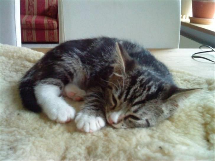 Huskat Fido  - Han er jo ikke til at stå for når han sover billede 8