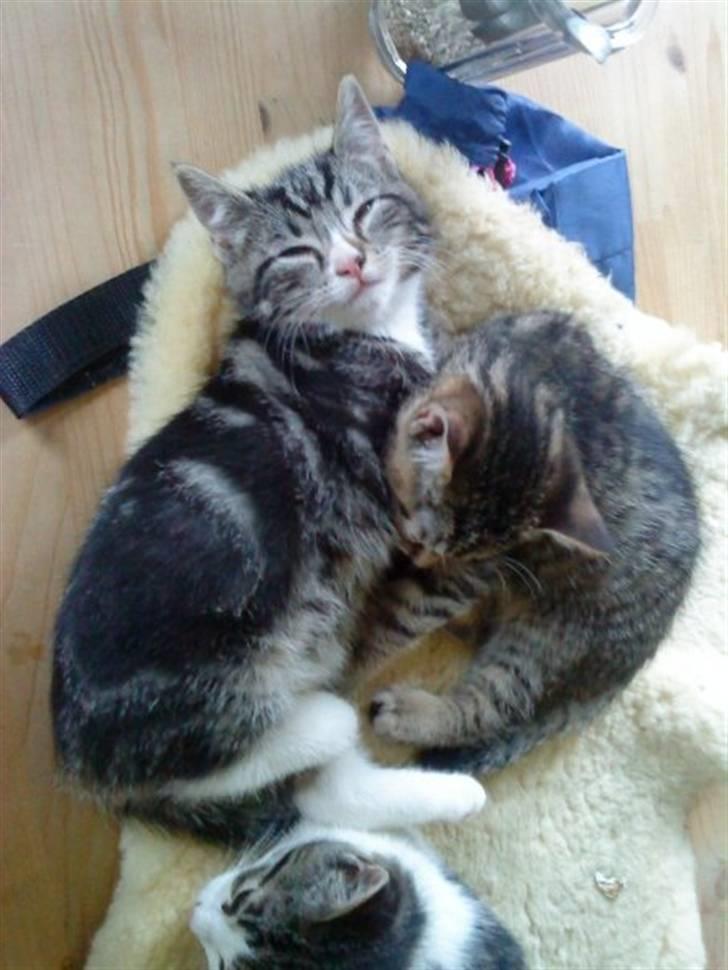 Huskat Fido  billede 9