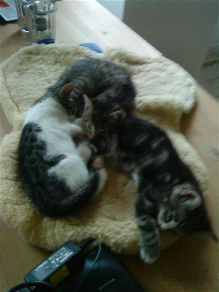 Huskat Fido  - Trip, trap, træsko... Søskendehygge billede 10