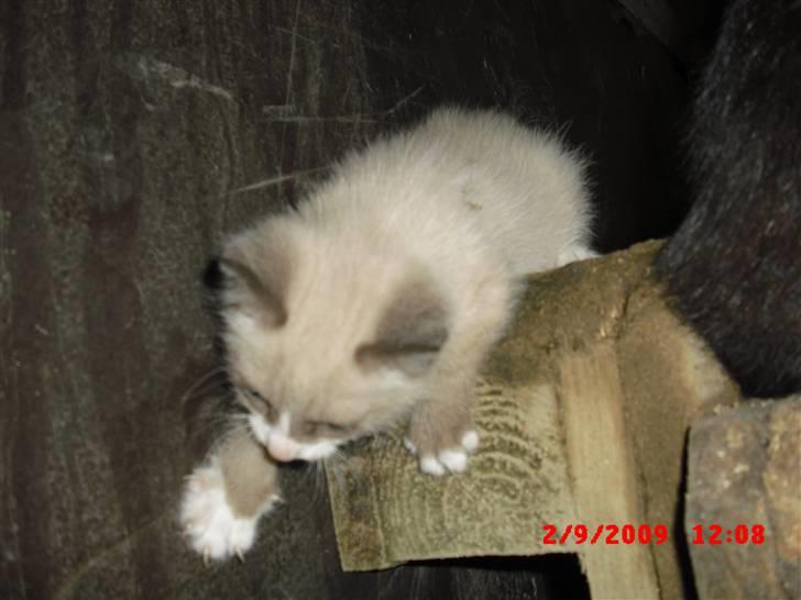 Blanding af racer Starshine R.I.P billede 1